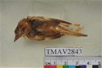 藏品(斑文鳥)的圖片